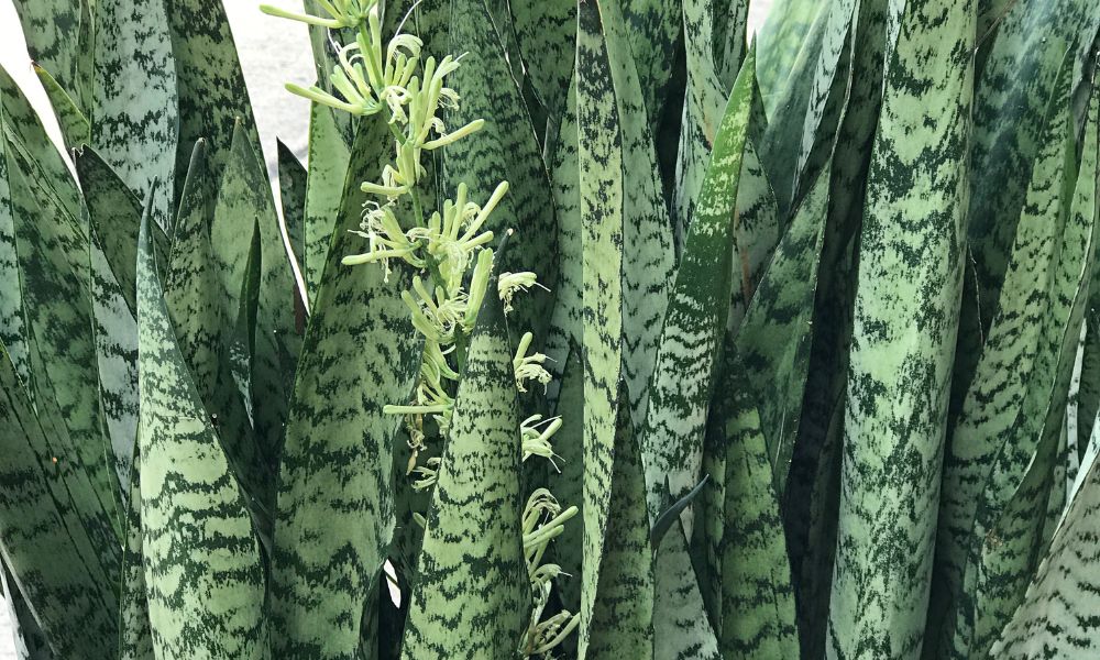 Sanseveria trifasciata (Espada-de-São-Jorge), planta suculenta com folhas longas, eretas e pontiagudas de coloração verde-escura e variegada, com detalhes de sua floração. Alerta: Planta tóxica para pets e humanos se ingerida.