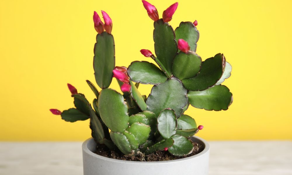 Schlumbergera truncata (Cacto-de-natal) com segmentos achatados e flores tubulares coloridas nas pontas, suculenta não-tóxica e segura