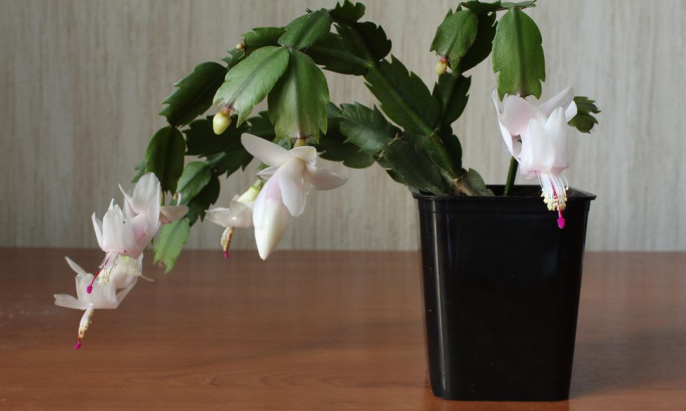 Schlumbergera, popularmente conhecida como Flor de Maio ou Cacto de Natal, exibindo suas flores tubulares e vibrantes em tons de branco e rosa, brotando das pontas de seus caules verdes, achatados e segmentados. As flores têm múltiplas pétalas sobrepostas e delicadas, criando uma aparência exótica e festiva.