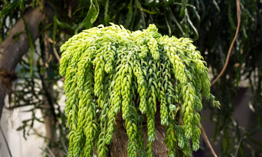 Sedum morganianum (Rabo-de-burro) com longos caules pendentes cobertos de folhas cilíndricas azul-esverdeadas, suculenta segura para pets.