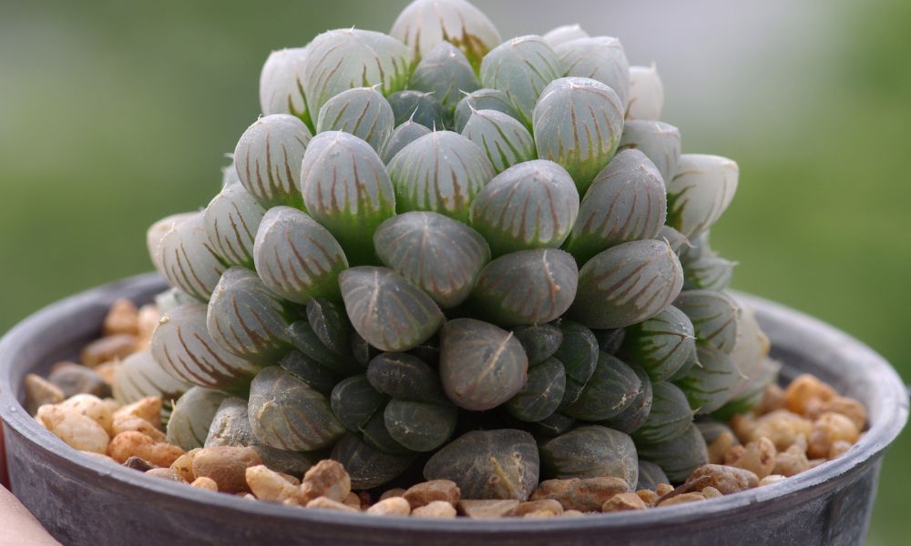 Close-up de uma planta Haworthia, exibindo suas folhas suculentas e translúcidas dispostas em roseta. As folhas são de um verde vibrante com pontas que parecem brilhar devido à sua translucidez, mostrando a textura e os detalhes da planta.