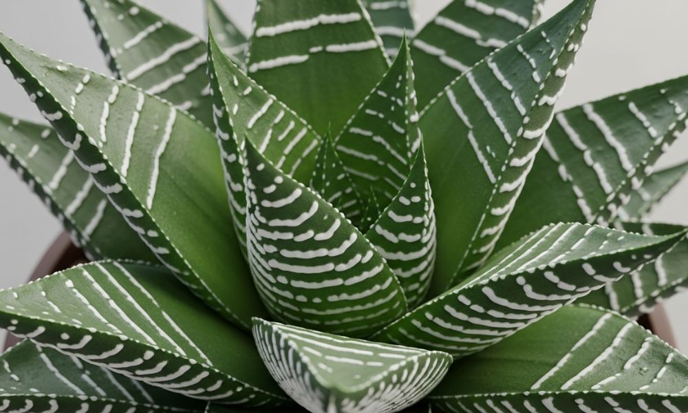 Haworthia zebrina em close-up, mostrando folhas triangulares e pontiagudas dispostas em roseta. As folhas são verdes escuras com proeminentes listras brancas horizontais e translúcidas, criando um padrão zebrado.