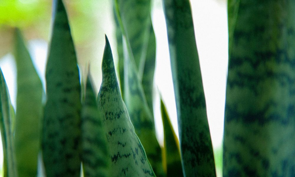 Sansevieria trifasciata (Espada-de-são-jorge) com folhas eretas listradas verde-escuro e amarelo, suculenta tóxica resistente a baixa luminosidade.
