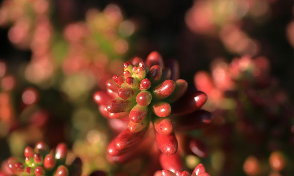 Close-up de um Sedum rubrotinctum 'Aurora', também conhecido como "Feijão Gelatinoso Aurora". A planta exibe folhas suculentas e carnudas, em formato de feijão, com uma variegatação deslumbrante em tons de verde claro, rosa vibrante e creme. As folhas estão densamente agrupadas ao longo dos caules, formando um tapete colorido.