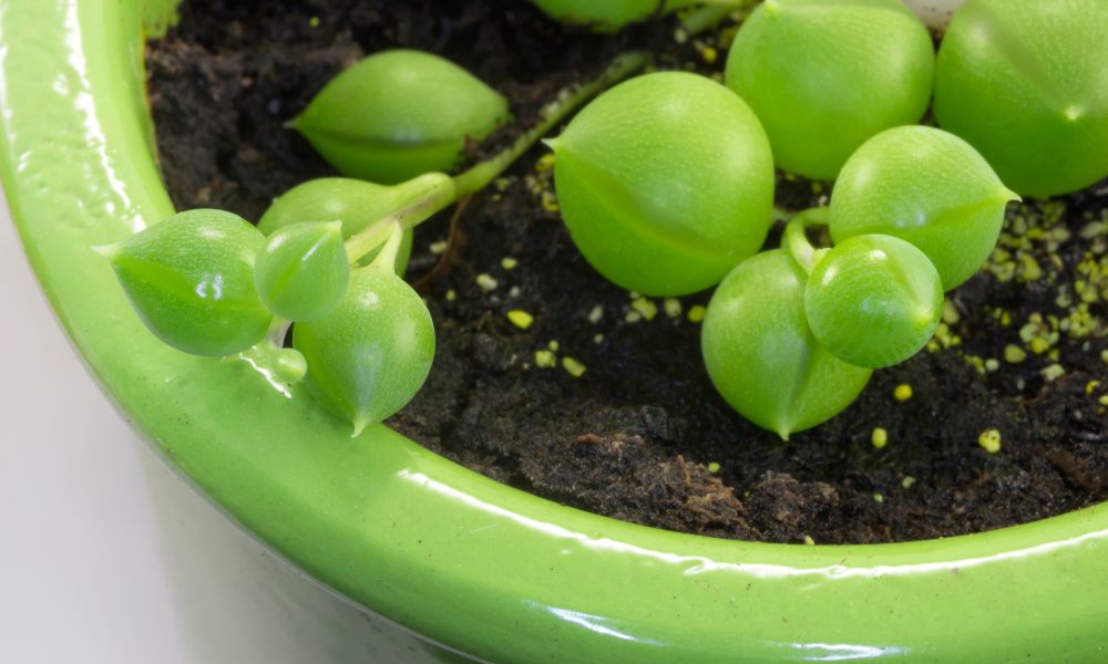 Senecio rowleyanus, conhecido como Colar de Pérolas, uma suculenta pendente com folhas esféricas e verdes que se assemelham a ervilhas, em um vaso suspenso. Alerta: suculenta tóxica que exige cautela.