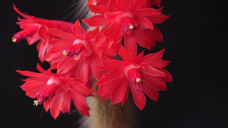 Flores tubulares vermelhas e vibrantes do Cleistocactus colademononis (Cacto-rabo-de-macaco) emergindo de caules peludos.