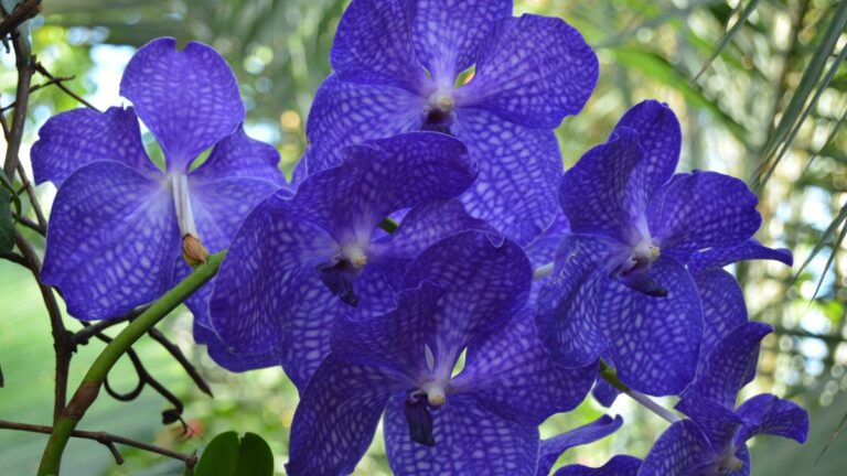 Orquídea Vanda roxa vibrante com pétalas em padrão tessellado, em plena floração.