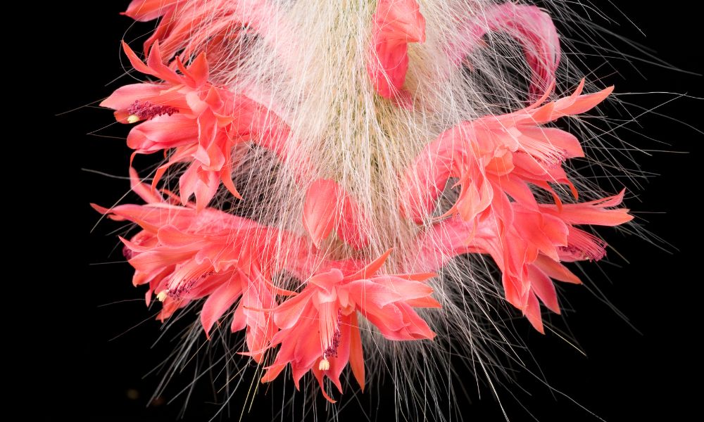 Flores vermelhas vibrantes e tubulares do cacto Rabo de Macaco (Cleistocactus colademononis) brotando entre seus longos e macios pelos brancos, destacando a beleza exótica.