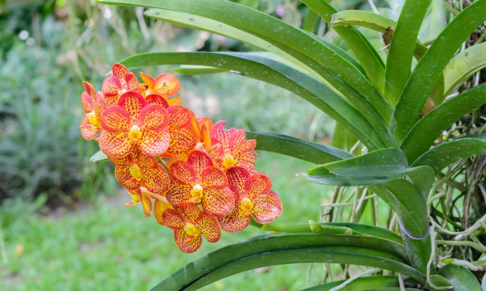 Orquídea Vanda alaranjada e avermelhada vibrante, com flores salpicadas em tons de vermelho escuro e laranja vivo, em plena floração e raízes aéreas visíveis, destacada contra fundo verde desfocado.