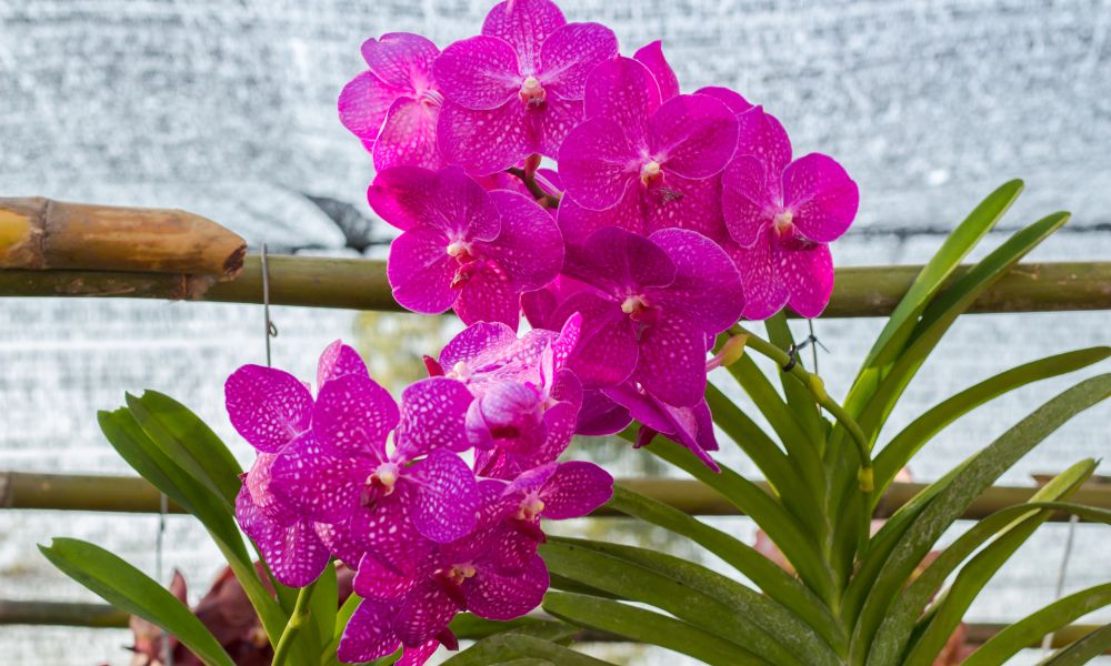 Orquídea Vanda rosa vibrante com pétalas amplas e padrão de pintas claras, em plena floração, realçando sua beleza exótica.