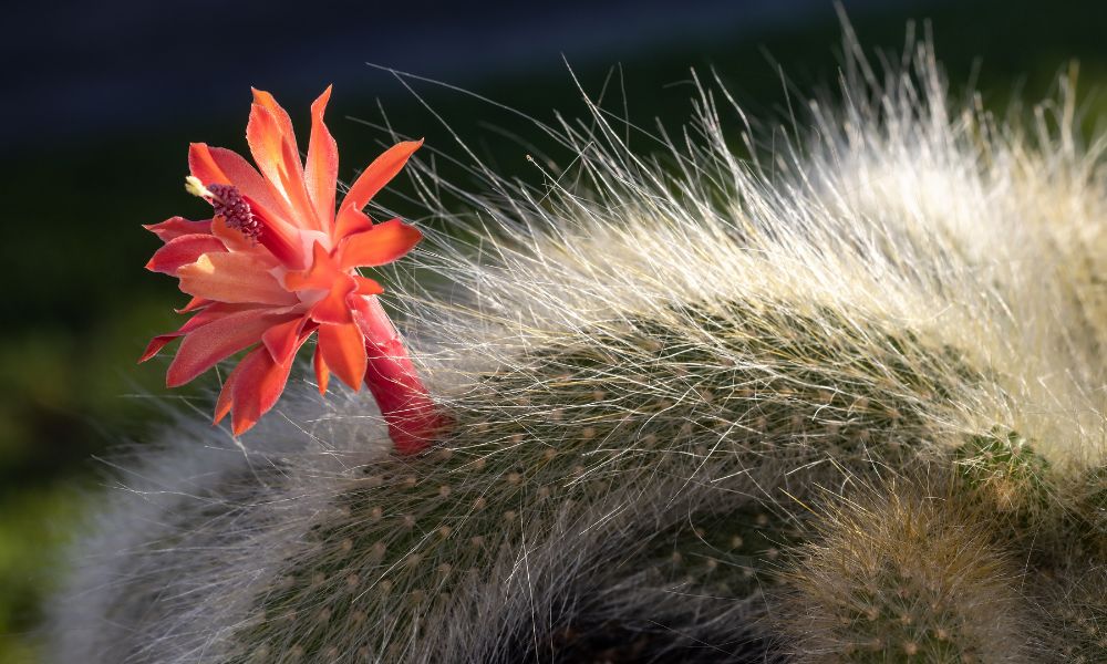 Detalhe da flor tubular vermelha e vibrante do Cleistocactus colademononis (Cacto-rabo-de-macaco) em destaque os caules densamente cobertos por pelos brancos.