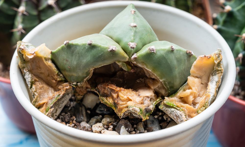 Cacto verde em vaso branco com base marrom e sinais de apodrecimento. Imagem ilustra podridão das raízes em cactos, destacando a importância da prevenção e cuidados adequados.