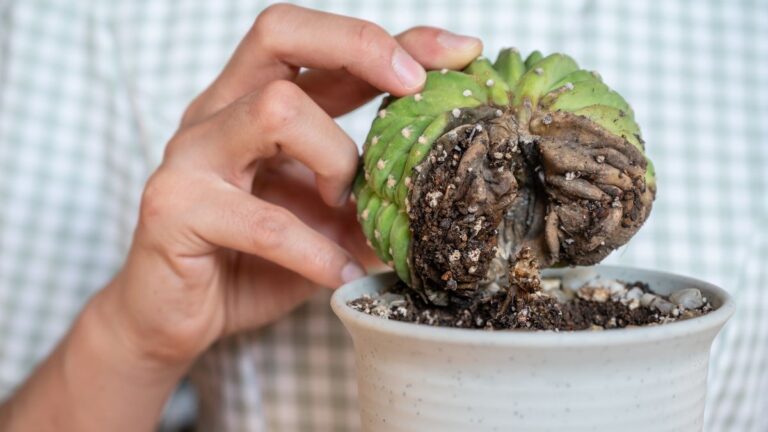 Cacto verde com base apodrecida e marrom em vaso branco, segurado por uma mão. Imagem que ilustra os sintomas avançados da podridão das raízes em cactos.