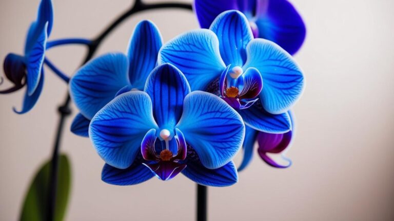 Orquídea Vanda azul vibrante e exótica em close-up, destacando suas cores intensas e detalhes.