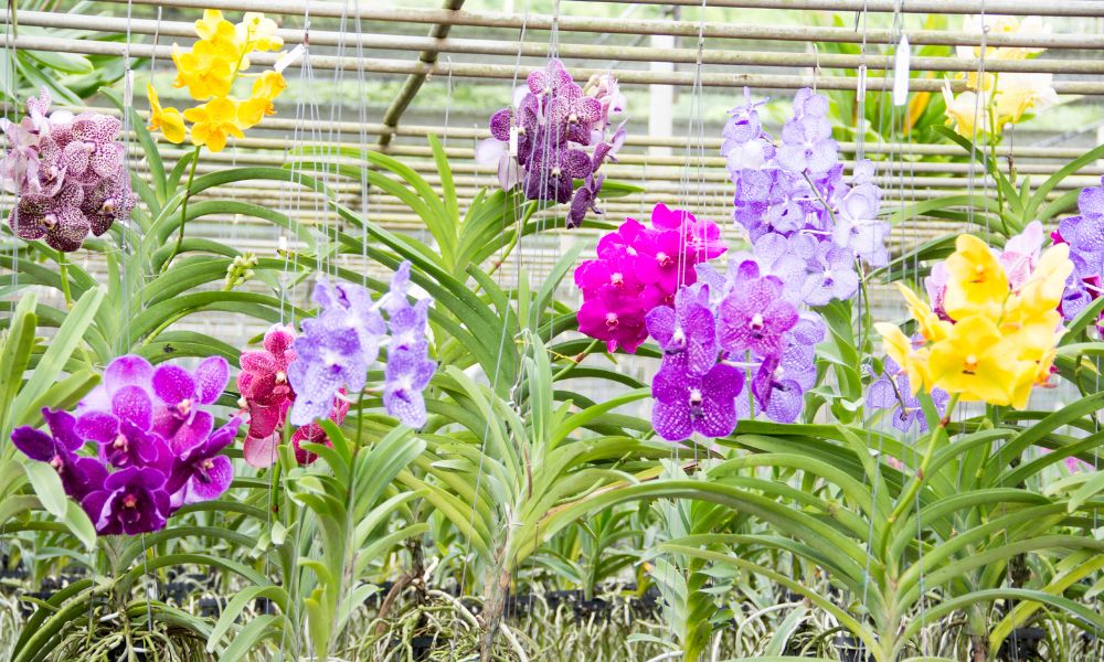 Orquídeas Vanda de diversas cores, incluindo tons de roxo, magenta e amarelo, penduradas em um orquidário ou estufa.