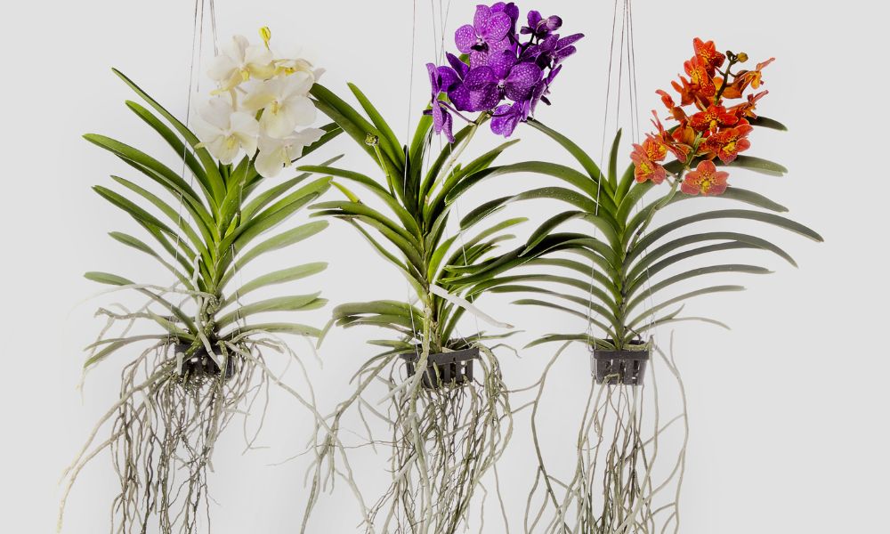 Três orquídeas Vanda vibrantes nas cores branca, roxa e laranja, exibindo suas raízes aéreas saudáveis e longas, penduradas em um ambiente de cultivo.