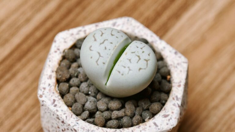 Fotografia macro de um Lithops cinza-esverdeado em vaso hexagonal. Uma planta-pedra (Lithops) com padrões irregulares e uma fenda central distinta que revela a parte interna verde, plantada em substrato mineral de drenagem rápida em um vaso claro e texturizado.