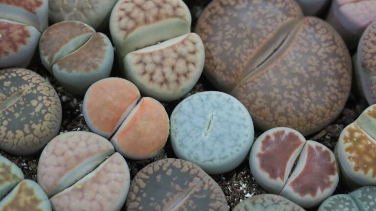 Variedade colorida de Lithops (pedras vivas) em close-up, com plantas verdes, roxas, cinzas e marrons em substrato de seixos, ideal para jardim de suculentas.
