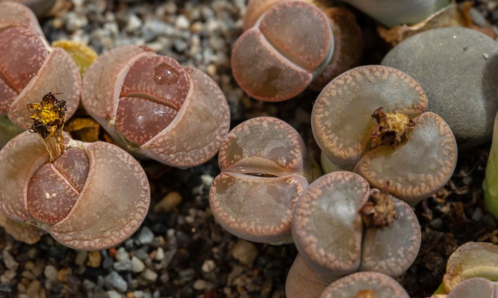 Colônia de lithops no final da floração