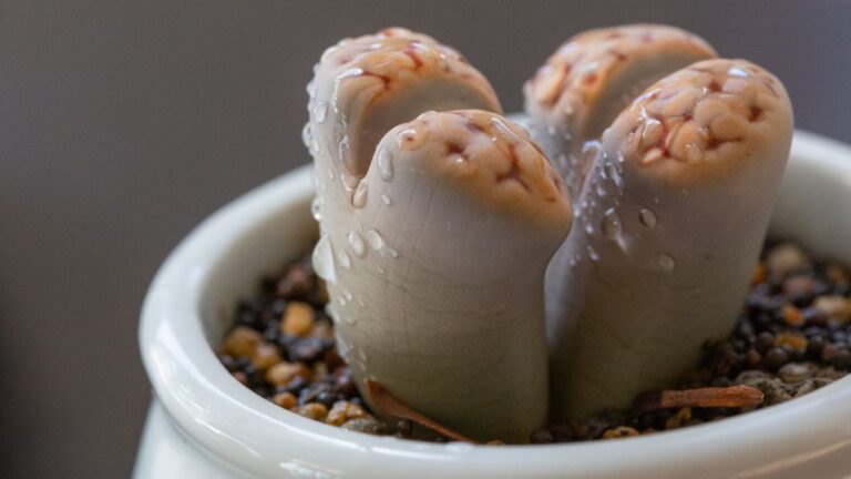 Lithops com duas cabeças saudáveis em vaso de cerâmica