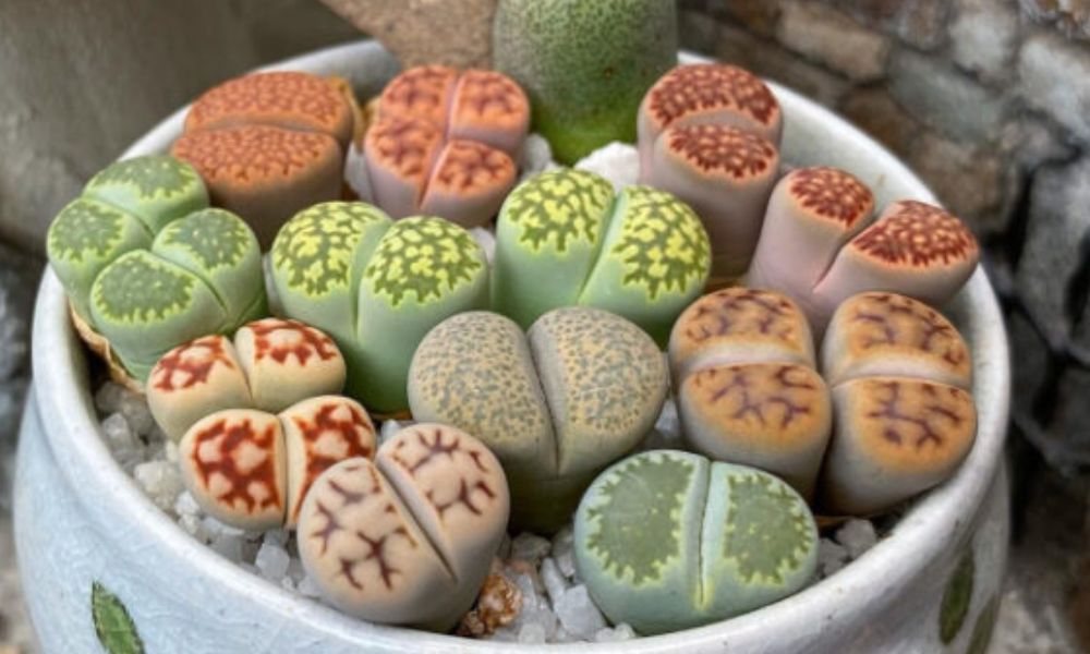 Variedade de Lithops (plantas-pedra) em um vaso branco, exibindo diversas cores como verde, laranja, marrom e cinza, com padrões únicos e textura de pedra. Suculentas exóticas.