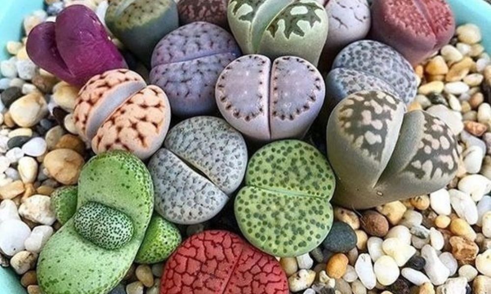 Plano detalhe de diversas Lithops (pedras vivas) em variadas cores como verde, roxo, cinza e marrom, mimetizando seixos em um substrato de jardim de suculentas.