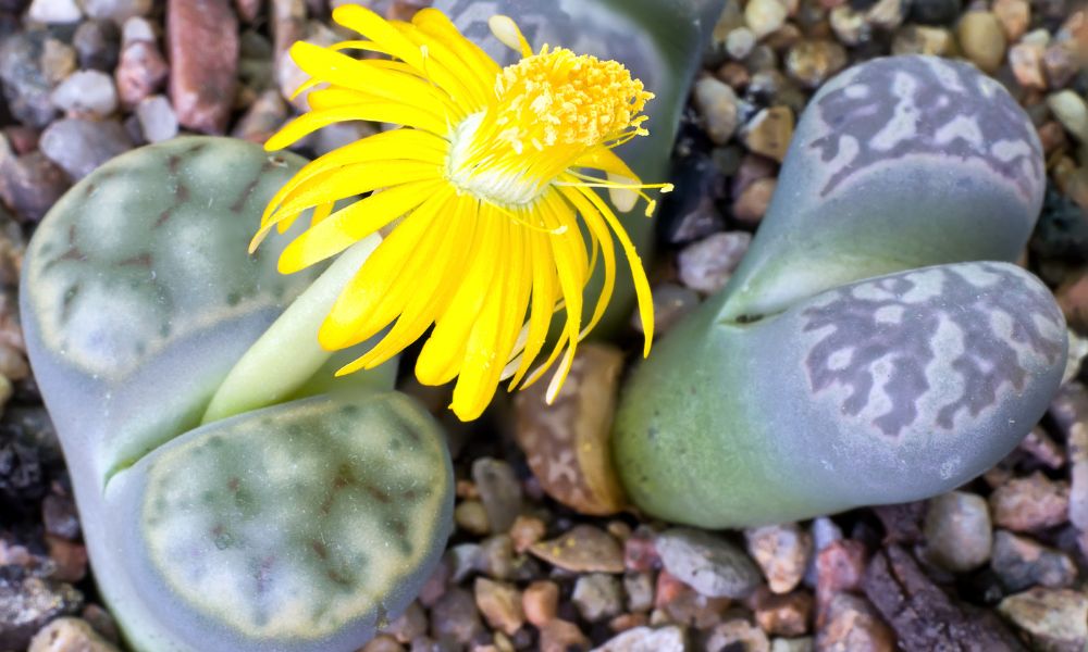 Plano detalhe de Lithops (pedras vivas) em diversas cores, incluindo um exemplar florescendo com uma vibrante flor amarela, em substrato rochoso para jardim de suculentas.