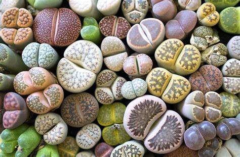 Lithops: 5 Erros Que Matam! Aprenda Como Cultivar Com Sucesso